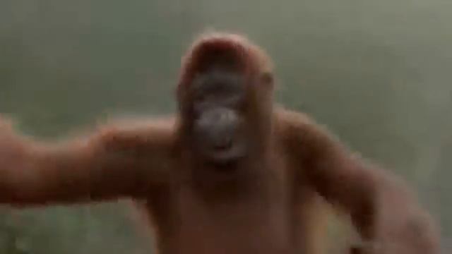 Горилла танцует