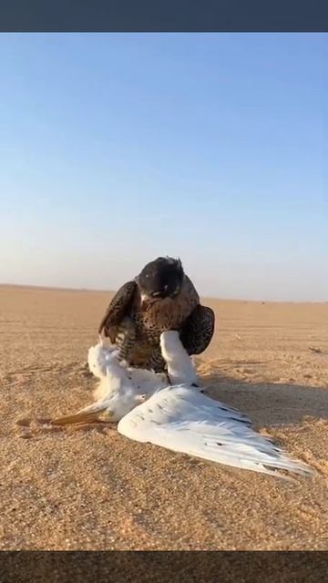 Peregrine falcon hunting heron смотреть онлайн