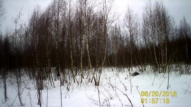 Охота на лося смотреть онлайн