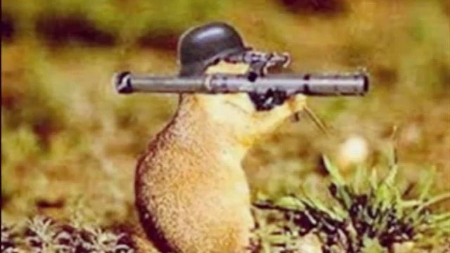 Top 10 grappigste dieren foto's !! смотреть онлайн
