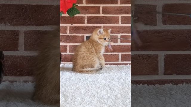 Британский малыш Бондик, золотая шиншилла 🐱 смотреть онлайн