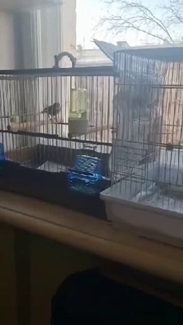 #седоголовый #пение #щегол #спаривание смотреть онлайн