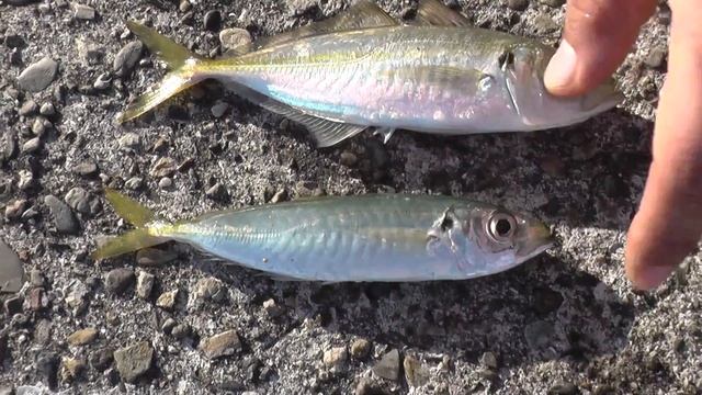 マアジ（赤アジ）とマルアジ（青アジ）の違い、見分け方説明。真アジは平アジともよばれ、平面的であるのに対し、丸アジは体高もなく細長いのが特徴。これは大きくなるにつれ鮮明にわかりやすくなります。 смотреть онлайн