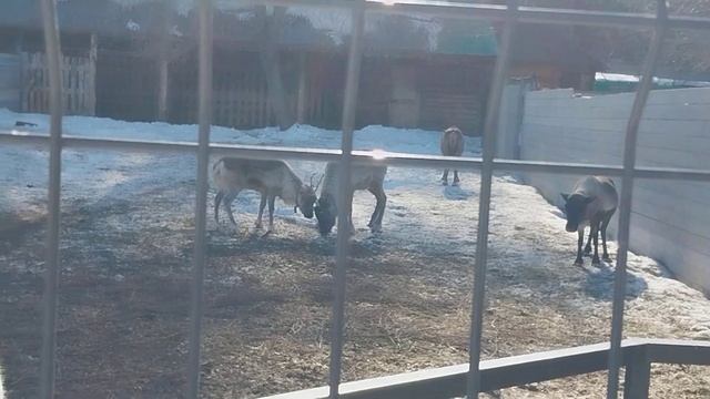 Вот ты какой северный 🦌 олень... смотреть онлайн