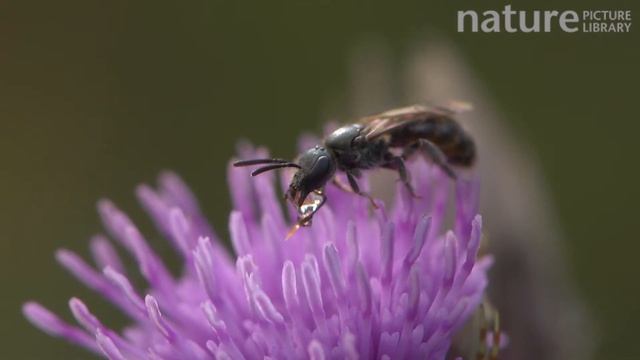 Sweat bee condensing nectar on a Thistle flower, England, UK смотреть онлайн