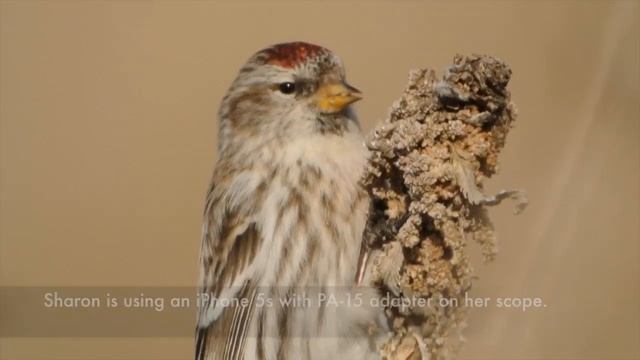 Digiduel As Competitive Birding смотреть онлайн