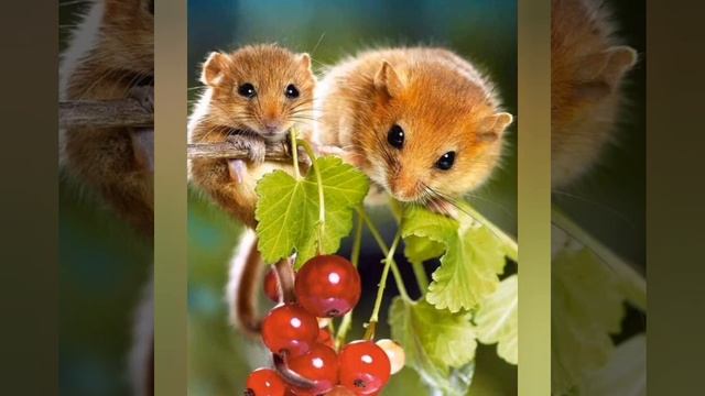 СОНЬКИ - МИЛЫЕ малышки смотреть онлайн