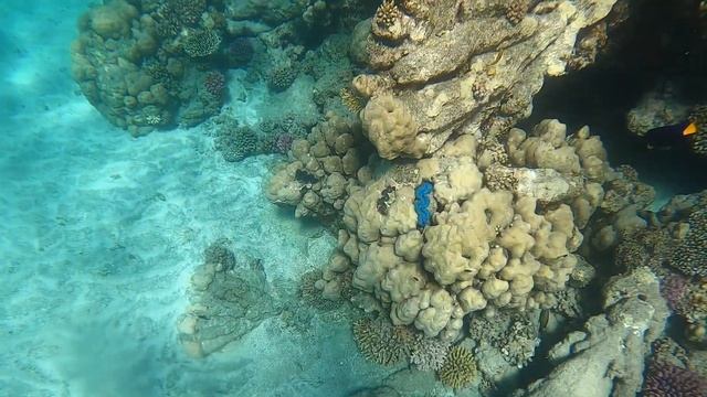Marsa Alam - Malikia Resort - Reef near the Hotel смотреть онлайн