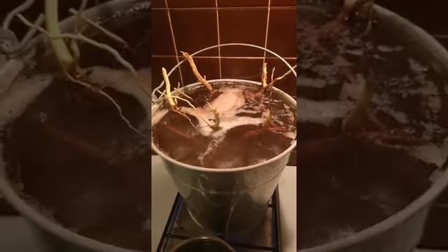 Выходные дни в пользу аквариума смотреть онлайн