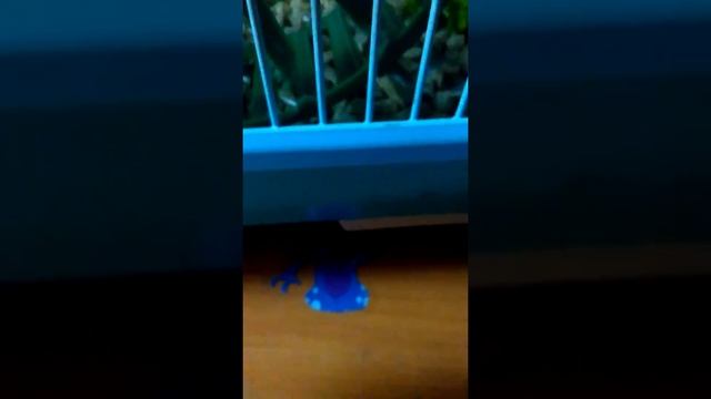 У меня появился хомяк!!!=-3 смотреть онлайн