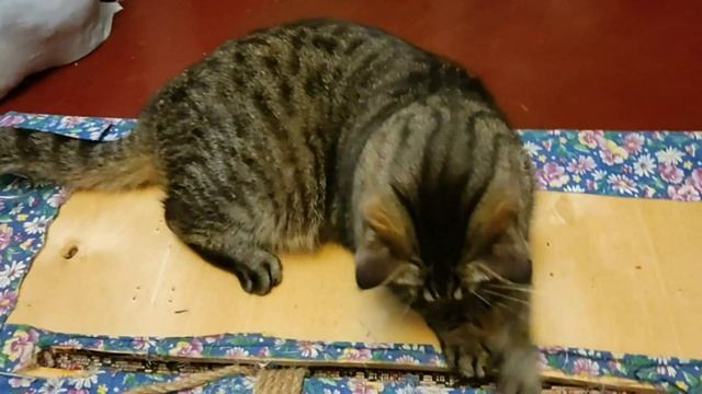 Кот Милан и веревка.Cat Milan and rope. смотреть онлайн