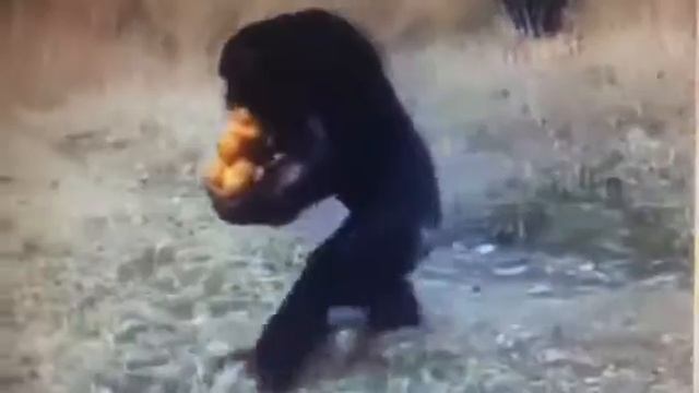 Обезьян и апельсин смотреть онлайн