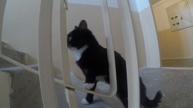 Дневник кошечки Пуси. В подъезде