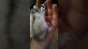 Я  катаюсь  с  Джунгой   на   гироскутере