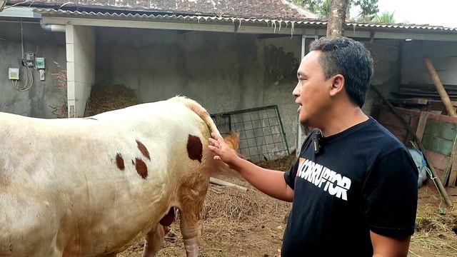 CARA MENGGUNAKAN METERAN SAPI‼️ Mentaksir Berat Badan Sapi смотреть онлайн