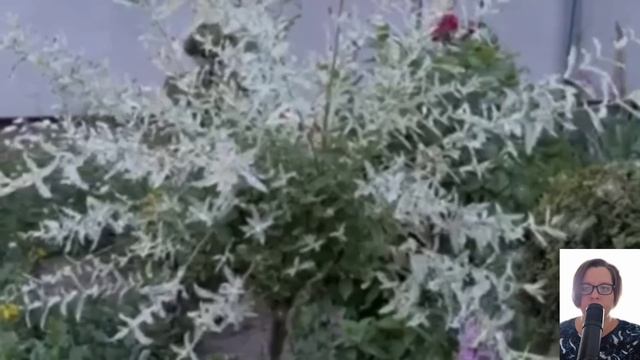 обнаглевшая гостья. смотреть онлайн