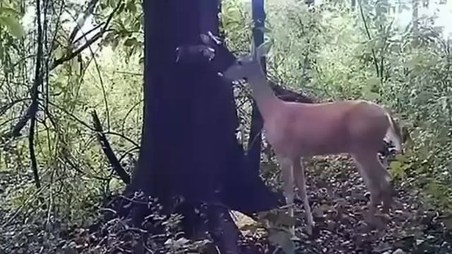 Вот Так Блэт🦌💨 смотреть онлайн
