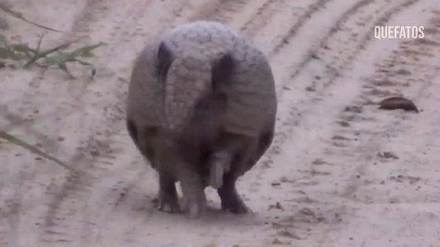 FOI ISSO QUE A COBRA FEZ COM O TATU ? DESCUBRA NESSE VÍDEO. смотреть онлайн