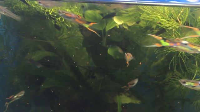 Гуппи Эндлера Венесуэла смотреть онлайн