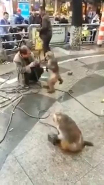 Down of the planet of the apes Dialogue #shorts смотреть онлайн