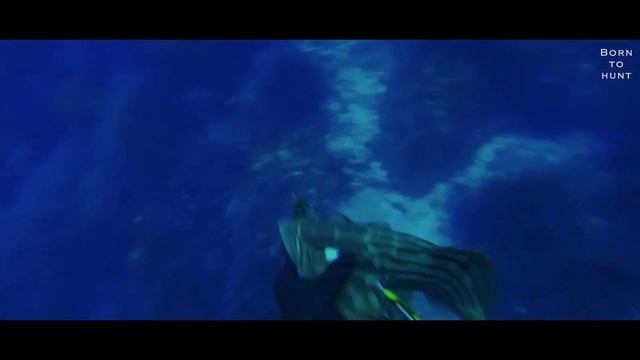 The Mottled Grouper, Born To Hunt, #4 смотреть онлайн
