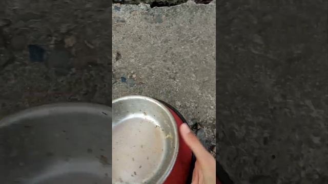 24 часа со мной @Лапа шоу😼 смотреть онлайн