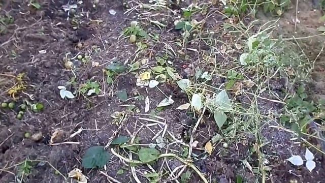 Восточный Казахстан Картофель в сене смотреть онлайн