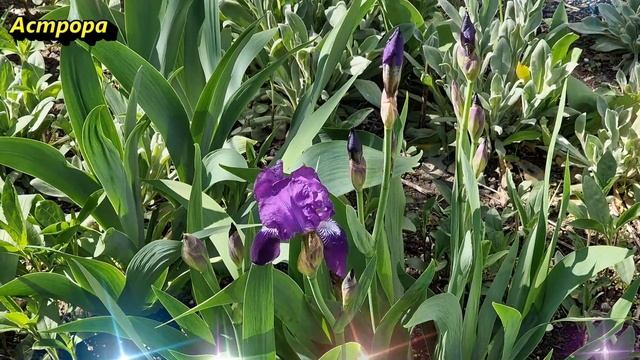 Всегда говорите эти слова перед выходом из дома и удача и успех будут с вами всегда смотреть онлайн