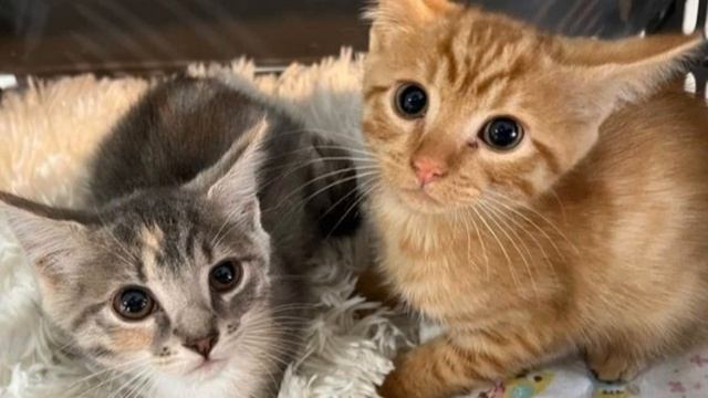 ☆ встреча с жч ☆ - саблиминал Dokki (no Music)