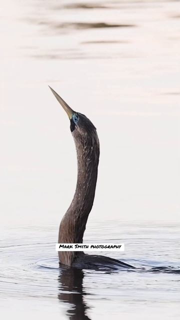 Snakebird throwing fish back like buttered popcorn. #bird #wildlife #nature #birds смотреть онлайн