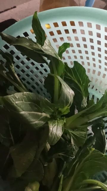 Chinese Kali Vegetable short video смотреть онлайн
