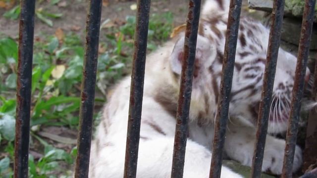Тигренок рычит тихо 28 08 16 смотреть онлайн