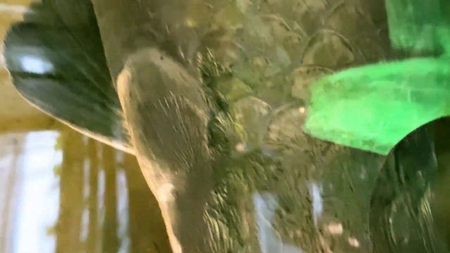 The Arapaima (Arapaima gigas) is the largest freshwater fish in the world. A native of the Amazon смотреть онлайн