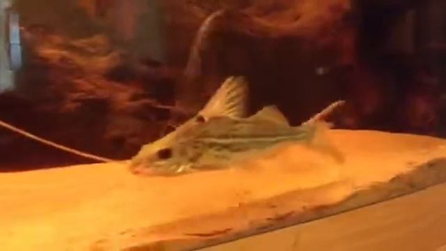 My new catfish смотреть онлайн
