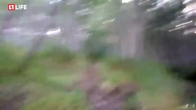 Мужик пытается догнать медведя в лесу смотреть онлайн