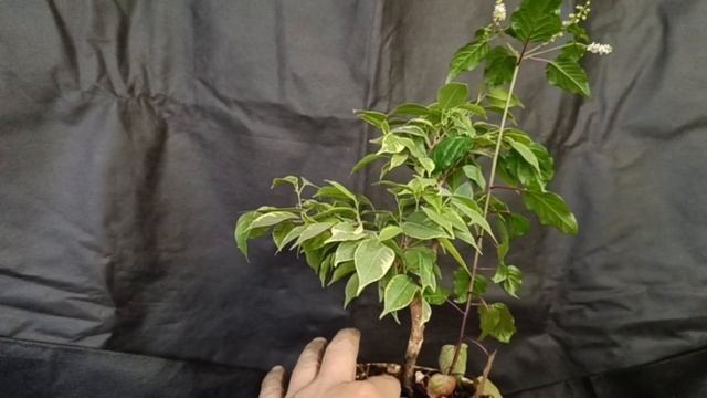 √1,√2,√3 фикус 133 (Бонсай)