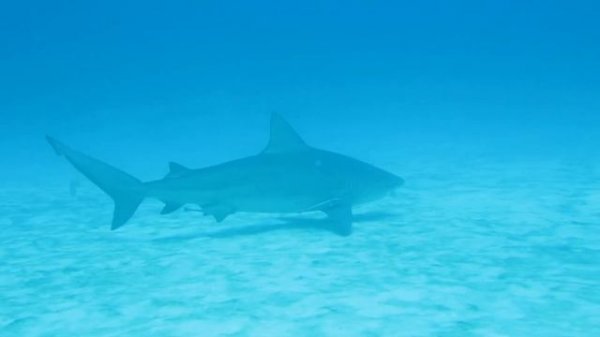 Белая акула