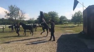 Кабардинская порода лошадей