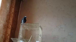 Попугай жако матерится. .