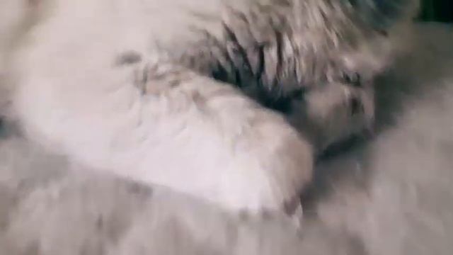 😬😲Пришел кот!Спустя столько времени, кот пришел!