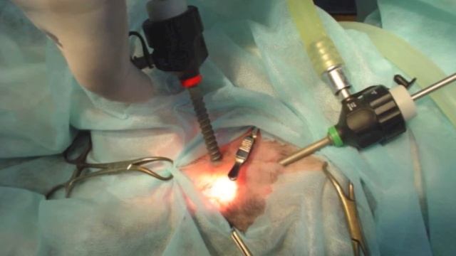 Lap castration 3 month смотреть онлайн