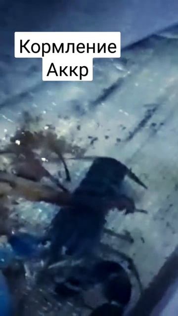 Кормление австралийского рака смотреть онлайн