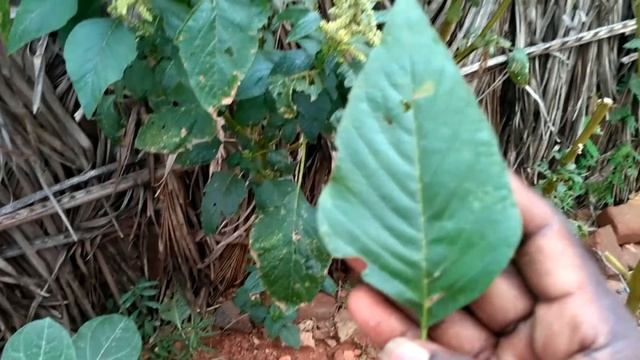 தண்டங்கீரை|Amaranthus dubius|Thandankeerai|தண்டு கீரை|Thandu keerai смотреть онлайн