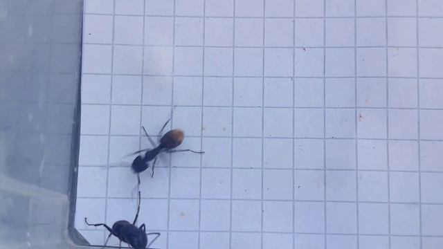 Camponotus chilensis major (Chile) vs Camponotus vagus major (Italy) 16.06.2023 смотреть онлайн