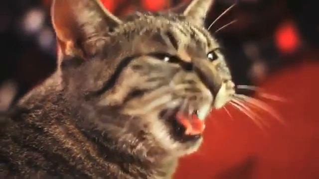 Кот и рок ! смотреть онлайн