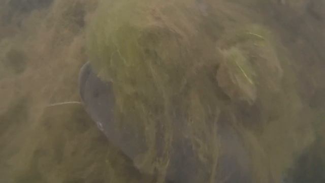 ビワコオオナマズ смотреть онлайн