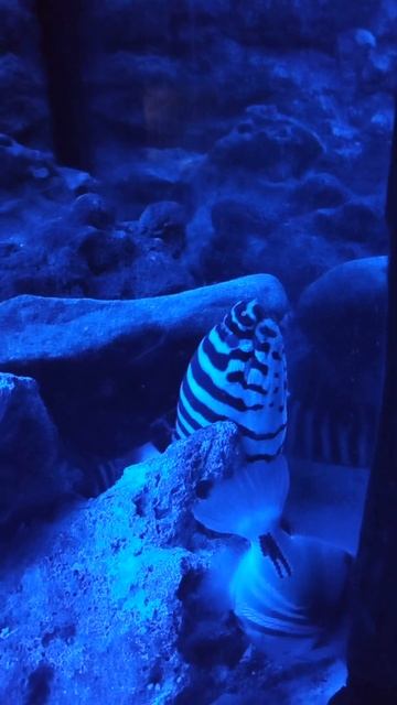 Ekaterinburg Oceanarium смотреть онлайн