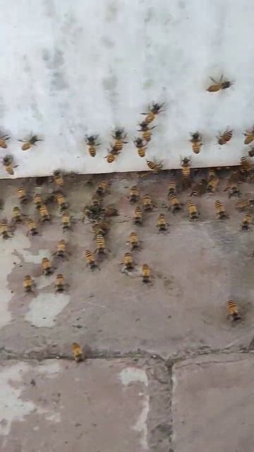 2nd day honey bugs after rain ,#honeybugs#forestsounds#shorts #shortvideo смотреть онлайн