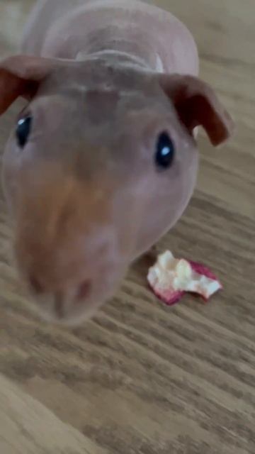 Морская свинка Афанасий удивляет… смотреть онлайн