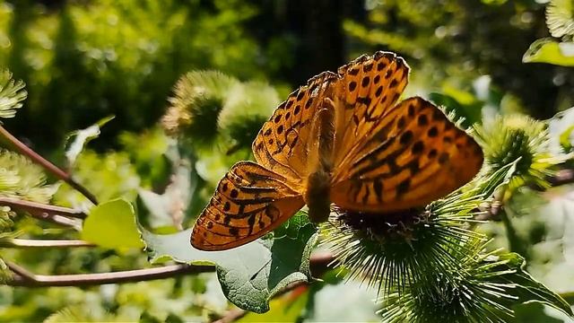 #Бабочка #Нимфалида_перламутровка #Butterfly #Nymphalida_perlam смотреть онлайн